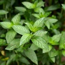 1000 Seeds Of Perennial Mint For Garden Seeds, Non 1 GMO, To Amaze Your Garden.