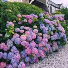 500 Pieces+ Hydrangea Flower Seeds Hydrangea Macrophylla Garden Flowers, Gardening, Purple, Pink, Multicolor - 500PCS - 查看 2