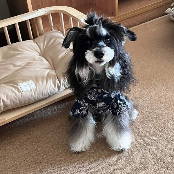 Pet Dog Mysterious And Stylish Plaid Shirt