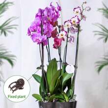 Orchid Clips For Plants Support, Plant Clips For Climbing Plants, Plant Climbing Vine Wall Clips, Plant Clips For Support, Plant Climbing Support For Orchids Vine Clip Support