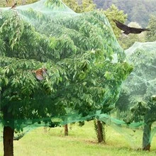 绿色花园网编织网保护植物水果花卉树木围栏弹性耐用网阻止鸟类动物