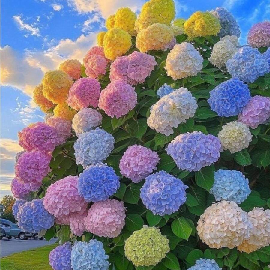 500 Pieces+ Hydrangea Flower Seeds Hydrangea Macrophylla Garden Flowers, Gardening, Purple, Pink, Multicolor - 500PCS - 查看 1