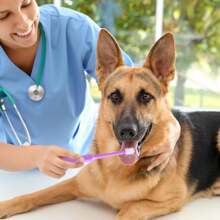 Cepillo de dientes para mascotas de cerdas suaves de color aleatorio, cepillo de dientes de 360° para limpieza dental, aseo de mascotas, productos para mascotas. Cepillo de dientes pequeño para perros y gatos para una limpieza profunda de los dientes.