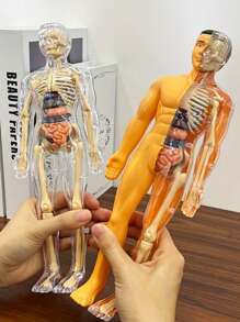 Full Body Anatomy Model Kit - Detachable Skeleton And Torso - STEM Education Set For Teens - Medical Teaching Skeletal Model With Removable Organs, Anatomy Structure Learning Tool For Science Classroom Demonstration And Display, Perfect Gift For Teachers, Students, Friends For Graduation, Back To School, Halloween, Christmas