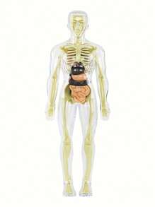 Full Body Anatomy Model Kit - Detachable Skeleton And Torso - STEM Education Set For Teens - Medical Teaching Skeletal Model With Removable Organs, Anatomy Structure Learning Tool For Science Classroom Demonstration And Display, Perfect Gift For Teachers, Students, Friends For Graduation, Back To School, Halloween, Christmas