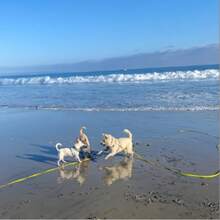 1cm Wide Simple Design Dog Leash, Waterproof And Easy To Clean, Suitable For Outdoor Activities Of Medium And Small Dogs Under 15kg, Lightweight And Minimalist, Providing Enough Freedom For Your Pet