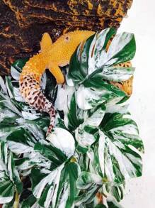 Reptile Plants For Terrariums, Amphibian Habitat Decorations, Artificial Hanging Plants With Suction Cups, Artificial Plants For Gecko Color-Changing Dragon Snake Turtle Tank Accessories