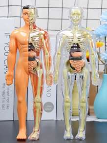 Full Body Anatomy Model Kit - Detachable Skeleton And Torso - STEM Education Set For Teens - Medical Teaching Skeletal Model With Removable Organs, Anatomy Structure Learning Tool For Science Classroom Demonstration And Display, Perfect Gift For Teachers, Students, Friends For Graduation, Back To School, Halloween, Christmas