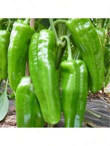 Big Sili Panigang Green Chilli Vegetable Seeds Planting - 100 hạt giống - Xem 11