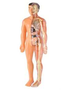 Full Body Anatomy Model Kit - Detachable Skeleton And Torso - STEM Education Set For Teens - Medical Teaching Skeletal Model With Removable Organs, Anatomy Structure Learning Tool For Science Classroom Demonstration And Display, Perfect Gift For Teachers, Students, Friends For Graduation, Back To School, Halloween, Christmas