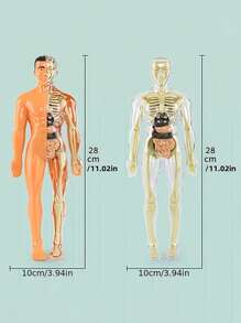 Full Body Anatomy Model Kit - Detachable Skeleton And Torso - STEM Education Set For Teens - Medical Teaching Skeletal Model With Removable Organs, Anatomy Structure Learning Tool For Science Classroom Demonstration And Display, Perfect Gift For Teachers, Students, Friends For Graduation, Back To School, Halloween, Christmas