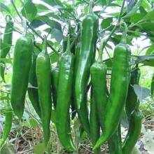 Big Sili Panigang Green Chilli Vegetable Seeds Planting - 100 hạt giống - Xem 2