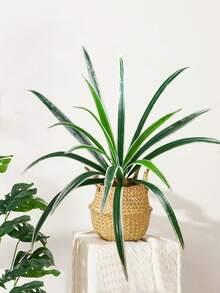 60cm Tall Artificial Spider Plants Tropical Orchid Plants Plastic Green Sword Leaf Fake Dragon Beard Grass For Home Garden Office Wedding Decor Without Pot 1pc - Multicolor - View 8