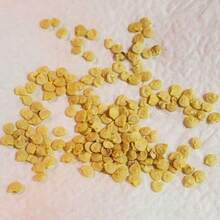 Big Sili Panigang Green Chilli Vegetable Seeds Planting - 100 hạt giống - Xem 7