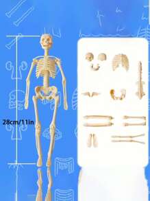 Full Body Anatomy Model Kit - Detachable Skeleton And Torso - STEM Education Set For Teens - Medical Teaching Skeletal Model With Removable Organs, Anatomy Structure Learning Tool For Science Classroom Demonstration And Display, Perfect Gift For Teachers, Students, Friends For Graduation, Back To School, Halloween, Christmas
