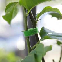 花园扎带、攀爬植物扎带、有效生长的强力植物支撑、可剪长度的绿色塑料花园绳和番茄桩扎带 - 植物魔鬼氈紮帶 - 查看 4