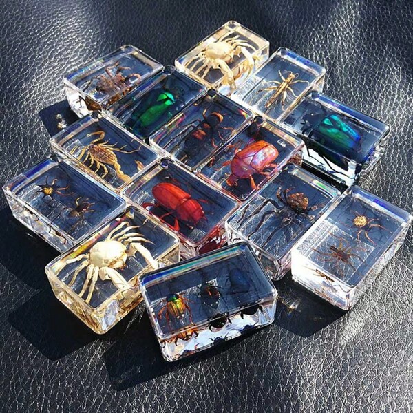 1pc Handmade Resin Amber Insect Model In Gift Box, Educational Realistic Resin Insect Crafts, 200+ Varieties Of Transparent Insects, Butterfly, Dragonfly, Scorpion, Ladybug, Spider