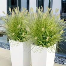 6 Bunches Of Realistic Artificial Onion Grass Tassels, Plastic Fake Ground Plants, Suitable For Outdoor Yard, Hotel, Garden Decor, Window Frame Decor, Indoor & Outdoor Home Decor, Applicable For Spring/Summer, Anniversary, Easter, Mother's Day, Wedding, Gifting - Planter Not Included