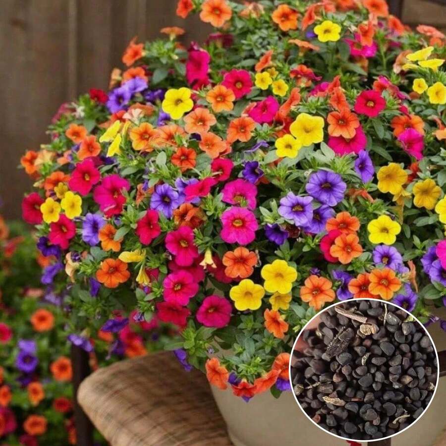 1000pcs Calibrachoa Flower Seeds For Planting - 1000 hạt giống - Xem 1
