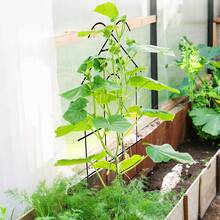 2/4 Packs Metal Garden Treills Durable Indoor Climbing Plants Trellis Sturdy Houseplant Support For Growing Flower Potted Plant Vines Fruits Home Outdoor - Black - View 5