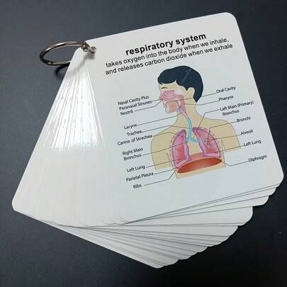 Anatomiska systemets flashcards - Omfattande studieguide för medicin och omvårdnad, inkluderar illustrationer av skelett-, muskel-, matsmältnings-, reproduktions-, andnings- och cirkulationssystemet - Perfekt present till studenter, promptkort, studiekort, skolmaterial, tillbaka till skolan