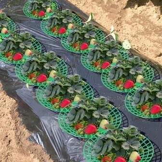 10pcs Green PVC Strawberry Support Cages - 3-Legged Plant Protectors, Mold & Rot Resistant, Easy Assembly, Reusable Fruit Protection For Better Yield