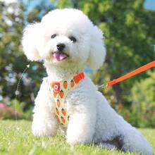 1 套全新水果印花狗绳，舒适可调节狗背带，高品质遛狗牵引绳