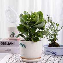 1pc/2pcs Tulip Shaped Plant Waterer, PVC Material Durable Scratch-Resistant Simple Automatic Plant Watering Device
