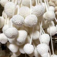 10Pcs/20Pcs Natural Dried Flowers Craspedia Billy Balls Flowers Billy Buttons Floral Bouquet For Flower Arrangements Wedding Home Tall Vase Decor Yellow - White - View 1