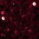 Red Violet