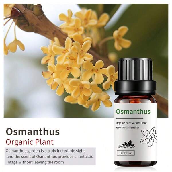 1 قطعة زيت عطري أساسي برائحة الياسمين والفانيليا والجوز 10مل/0.33 أونصة سائل، مرطب، موزع عطري، صناعة شموع، عطور DIY، زيوت أساسية للتدليك - مسك أبيض، ياسمين، شاي أخضر، فريزيا، يوجو، قهوة، حليب شوكولاتة، زنبق، ياسمين، فويسون، زنبق، مغنوليا، ياسمين عربي، لامبر