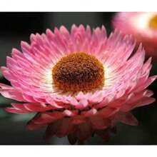 750 Kinds Of Colorful Flowers And Plants, Suitable For Planting In Sparse Areas Or As Potted Plants