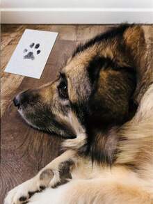 1 Set Haustier Pfotendruck-Set, Stempel zum Abdrucken, geeignet zum Aufzeichnen von Haustier-Wachstums-Fußabdrücken, anwendbar für Katzen, Hunde und andere Haustiere, geeignet zum Gedenken an die Geburt, zum Aufzeichnen des Fußwachstums, kann zu Fotorahmen verarbeitet werden, kann Babywachstum aufzeichnen, hat Gedenkbedeutung, geeignet als Geschenk für verschiedene Feste, geeignet für Innen- und Außenbereich. - Verschiedenfarbig - Übersicht 6