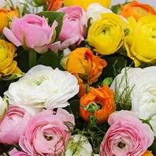 30 Pieces Of Chinese Rose Seeds 1 Perfect For Planting 1 High1quality Flower Seeds - 100pc - View 1