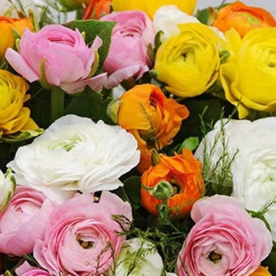 30 Pieces Of Chinese Rose Seeds 1 Perfect For Planting 1 High1quality Flower Seeds - 100pc - View 1