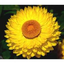 750 Kinds Of Colorful Flowers And Plants, Suitable For Planting In Sparse Areas Or As Potted Plants