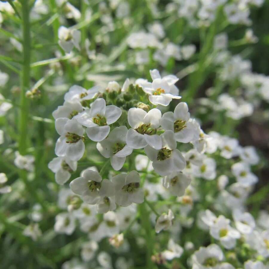 1000 Seeds Royal Carpet Alyssum Seeds For Planting - 1000 Seeds - View 1