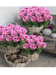 Geranios artificiales - Flores rosas realistas y hojas verdes. Para decoración tanto interior como exterior. Para decoración de bodas, jardines, porches, terrazas, cajas de ventana y macetas colgantes. Exhibiciones estacionales, resistentes a los rayos UV.