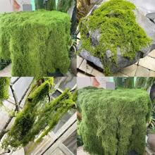 200 G Artificial Moss For Crafts, Artificial Moss For Decorating, Moss Decoration, Art Moss, Fake Moss Aesthetic Decoration Easter For Wall, Nativity Scene, Aquarium, Model Making (100 G Dark Green +