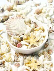 1/2 Box Natural Mixed Ocean Shells, Beach Vacation Conch Starfish Shells Various Beach Decoration Crafts Fish Tank Vase Decoration, Suitable For Arts And Crafts Projects - Natural Shells - View 7