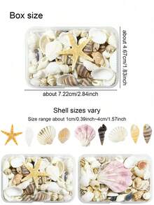 1/2 Box Natural Mixed Ocean Shells, Beach Vacation Conch Starfish Shells Various Beach Decoration Crafts Fish Tank Vase Decoration, Suitable For Arts And Crafts Projects - Natural Shells - View 8