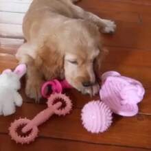 1 Pet Dog Polyester Rope Slipper Toys, With Knot Design For Grinding Teeth, Cleaning, And Training Functions, Simulating The Shape Of Real Slippers, Providing Long-Lasting Chewing And Entertainment Experience For Dogs And Cats (Random Color)