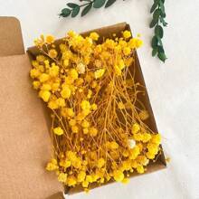 100 pezzi di fiori essiccati vivaci di Gypsophila (Fiore della Nuvola), confezione all'ingrosso - rami naturali di Gypsophila in colori assortiti, adatti come riempitivi per vasi, matrimoni, decorazioni per la casa e da tavolo | Perfetti per progetti fai-da-te, feste e regali