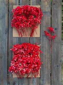 Red Baby's Breath