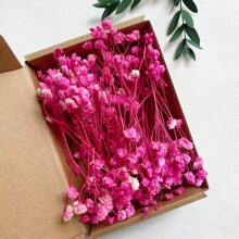 100 pezzi di fiori essiccati vivaci di Gypsophila (Fiore della Nuvola), confezione all'ingrosso - rami naturali di Gypsophila in colori assortiti, adatti come riempitivi per vasi, matrimoni, decorazioni per la casa e da tavolo | Perfetti per progetti fai-da-te, feste e regali