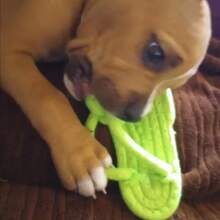 1 Pet Dog Polyester Rope Slipper Toys, With Knot Design For Grinding Teeth, Cleaning, And Training Functions, Simulating The Shape Of Real Slippers, Providing Long-Lasting Chewing And Entertainment Experience For Dogs And Cats (Random Color)