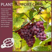100 bucăți cleme pentru roșii din material PP pentru grădinărit acasă, suport pentru plante din plastic durabil pentru cățărare legume și flori - cleme pentru plante de viță de vie pentru castraveți, dovleci - 1 inch legături pentru plante albe