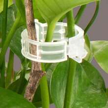 100 bucăți cleme pentru roșii din material PP pentru grădinărit acasă, suport pentru plante din plastic durabil pentru cățărare legume și flori - cleme pentru plante de viță de vie pentru castraveți, dovleci - 1 inch legături pentru plante albe