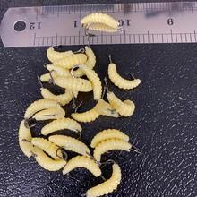 6/12/24pcs Yellow Rubber Maggots Fishing Bait Set With Hooks - Versatile Grub Lures For Bass, Trout, Crappie, Bluegill, Ideal For Freshwater Fishing - Multicolor - View 8