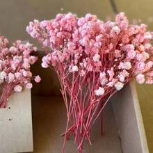 50/100/300 pezzi di Fiori essiccati di Gypsophila naturali e conservati - eleganti Gypsophila duraturi per casa, ufficio, matrimonio, Natale, festa di Ognissanti, artigianato fai-da-te, senza manutenzione, adatti per persone da 14+ anni (senza biglietto di carta)